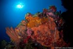 Amazing underwater seascapes. Photo credit Francesca Diaco